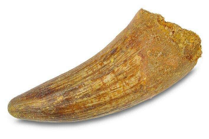 Cretaceous Fossil Crocodylomorph Tooth - Morocco #292230